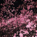 东莞DJ小栋-大头针经典翻唱(过火.信仰.太多)HIFI高品质车载音乐串烧